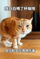 cat feline not_furry real_life // 1080x1571 // 320KB